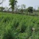 Destruyen 7 hectáreas de cultivos de marihuana en Bella Vista Norte