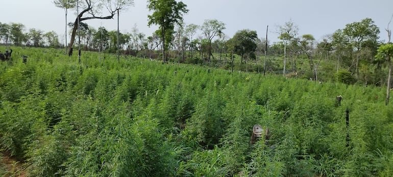 Destruyen 7 hectáreas de cultivos de marihuana en Bella Vista Norte Destruyen 7 hectáreas de cultivos de marihuana en Bella Vista Norte