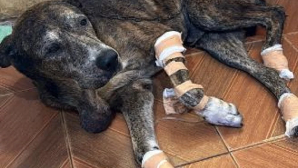 Defensa Animal interviene tras video viral de un perro arrastrado por camioneta en Villarrica