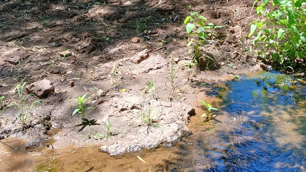 Fue mordido por una serpiente y murió al costado de un arroyo en Pedro Juan Caballero Fue mordido por una serpiente y murió al costado de un arroyo en Pedro Juan Caballero