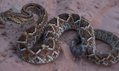 Niña de 3 años sufre mordedura de serpiente en Amambay