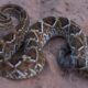 Niña de 3 años sufre mordedura de serpiente en Amambay