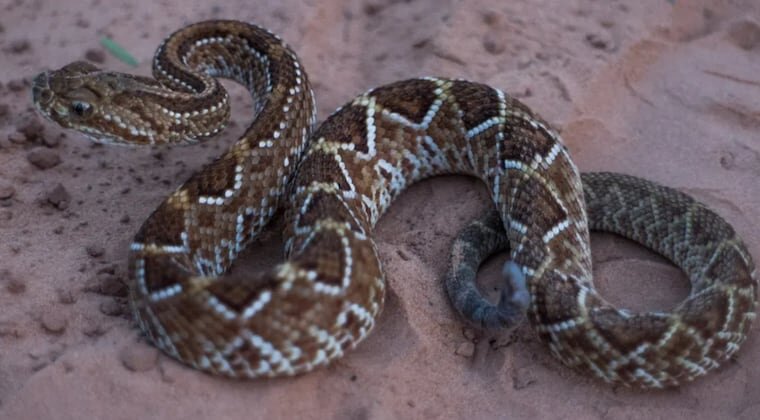 Niña de 3 años sufre mordedura de serpiente en Amambay Niña de 3 años sufre mordedura de serpiente en Amambay