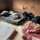 Rescatan a 26 paraguayos en condiciones de esclavitud en Brasil