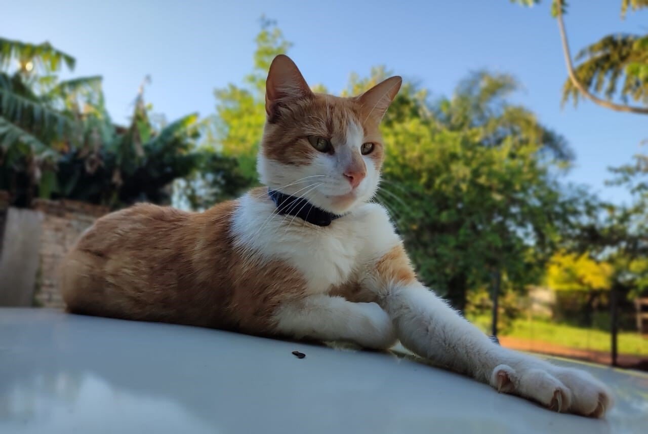 Ejecutivo promulga ley que endurece las penas por maltrato animal