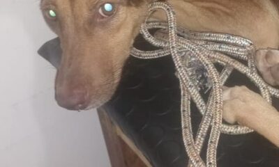 Repudiable crueldad: perrita fue abusada en Villa Elisa