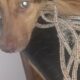 Repudiable crueldad: perrita fue abusada en Villa Elisa