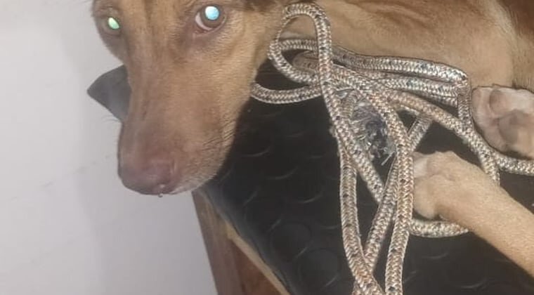 Repudiable crueldad: perrita fue abusada en Villa Elisa