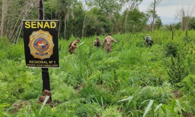 Eliminan 21 toneladas de marihuana en Amambay