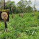 Eliminan 21 toneladas de marihuana en Amambay