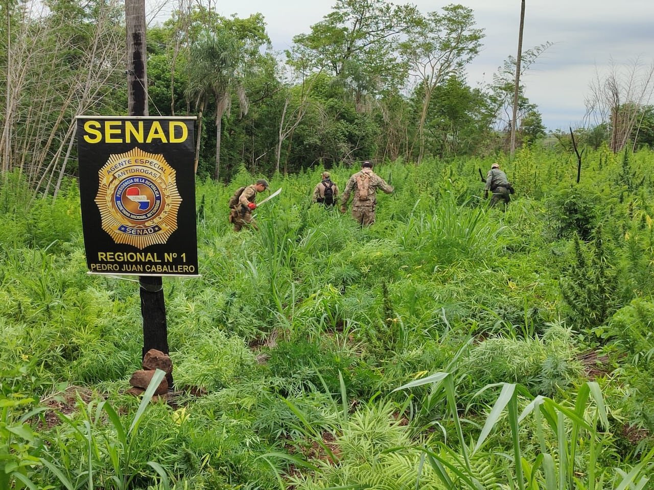 Eliminan 21 toneladas de marihuana en Amambay Eliminan 21 toneladas de marihuana en Amambay