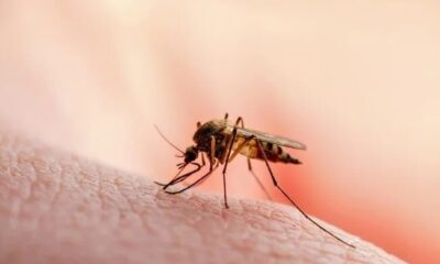 Central y Asunción, en el epicentro del brote de dengue