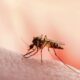 Central y Asunción, en el epicentro del brote de dengue