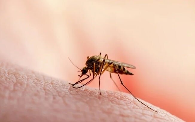 Central y Asunción, en el epicentro del brote de dengue