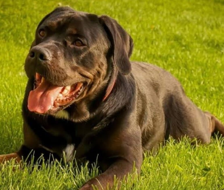 Ciudadano alemán, otra vez imputado por envenenar perros en San Bernardino
