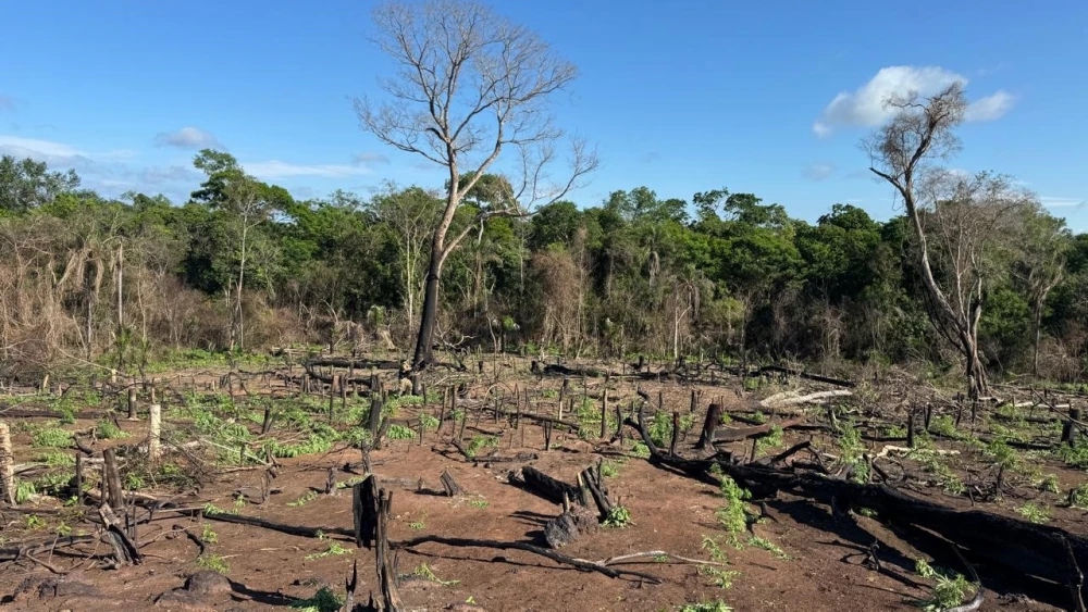Senad destruye seis hectáreas de marihuana en Bella Vista Norte Senad destruye seis hectáreas de marihuana en Bella Vista Norte