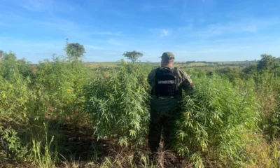 Destruyen once hectáreas de plantaciones de marihuana en Capitán Bado