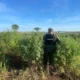 Destruyen once hectáreas de plantaciones de marihuana en Capitán Bado