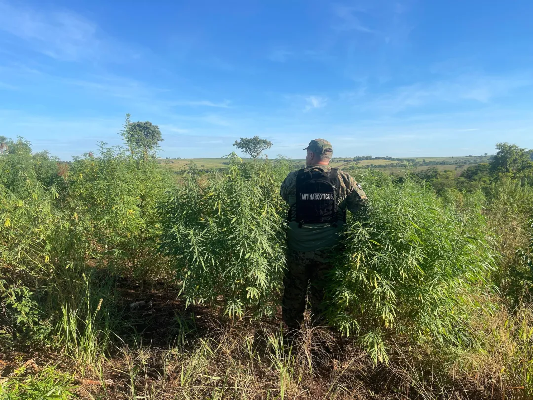 Destruyen once hectáreas de plantaciones de marihuana en Capitán Bado Destruyen once hectáreas de plantaciones de marihuana en Capitán Bado
