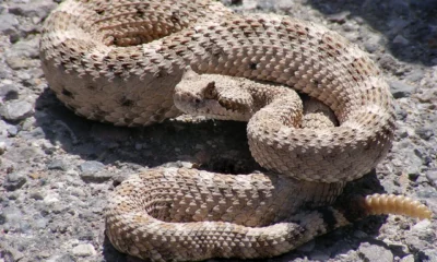 Hombre fue víctima de mordedura de serpiente en colonia indígena de Capitán Bado