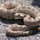 Hombre fue víctima de mordedura de serpiente en colonia indígena de Capitán Bado