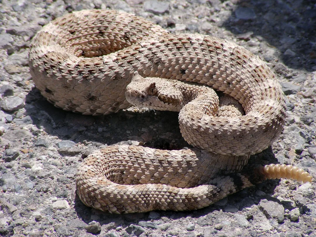 Hombre fue víctima de mordedura de serpiente en colonia indígena de Capitán Bado Hombre fue víctima de mordedura de serpiente en colonia indígena de Capitán Bado