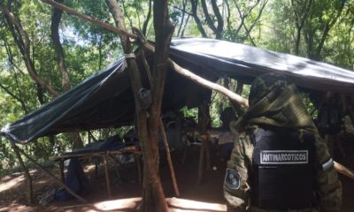 Destruyen plantación de marihuana en Bella Vista Norte