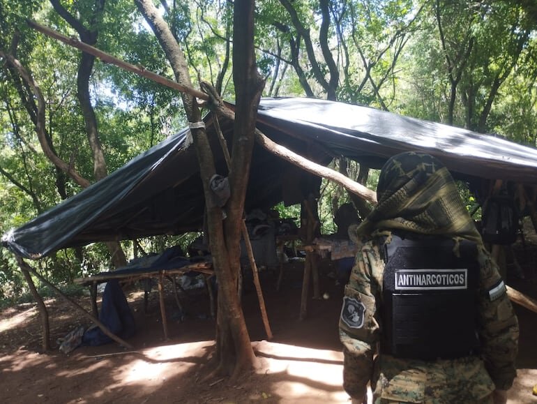 Destruyen plantación de marihuana en Bella Vista Norte Destruyen plantación de marihuana en Bella Vista Norte