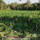 Destruyen 24 toneladas de marihuana en Amambay durante trabajos de la Senad