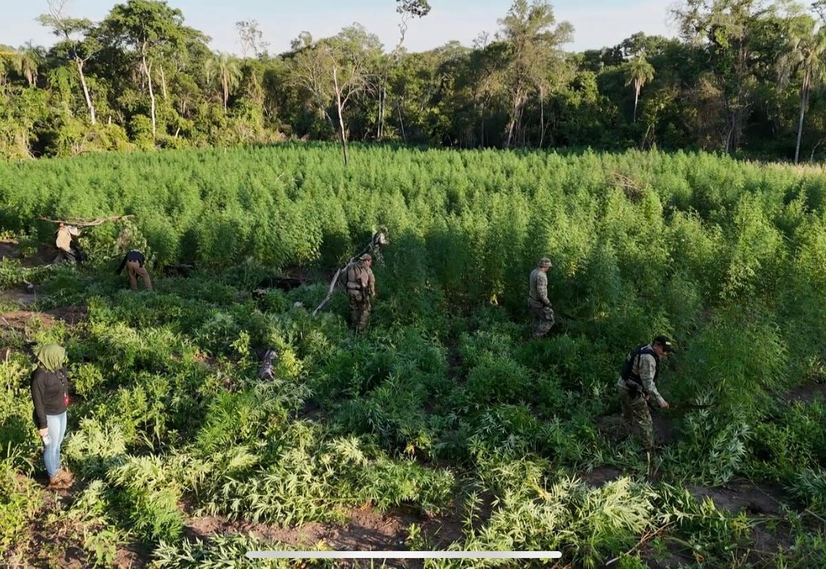 Destruyen 24 toneladas de marihuana en Amambay durante trabajos de la Senad Destruyen 24 toneladas de marihuana en Amambay durante trabajos de la Senad