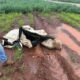 Hallan cuerpo en estado de descomposición en un sojal de Ponta Porã