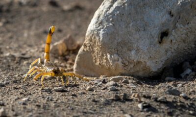 Instan a estar atentos ante aparición de alacranes que salen por las altas temperaturas