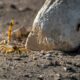 Instan a estar atentos ante aparición de alacranes que salen por las altas temperaturas