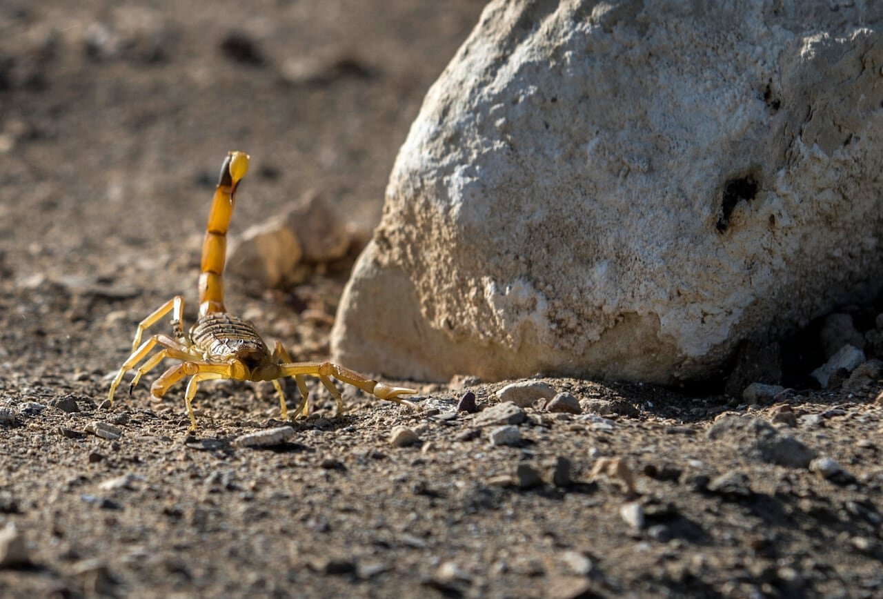 Instan a estar atentos ante aparición de alacranes que salen por las altas temperaturas