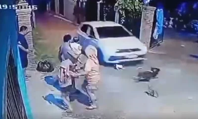 Tragedia en Santaní: Vehículo arrolla a varios perros y deja heridos a otros