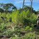 Anulan 12 mil kilos de marihuana y desmantelan “narcocampamentos” en Bella Vista Norte