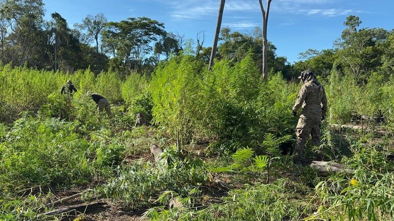Anulan 12 mil kilos de marihuana y desmantelan “narcocampamentos” en Bella Vista Norte Anulan 12 mil kilos de marihuana y desmantelan “narcocampamentos” en Bella Vista Norte