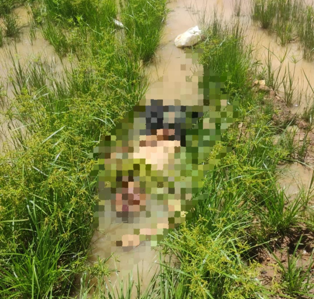 Hallan muerto a un hombre al costado de la Ruta PY05 en Cerro Corá Hallan muerto a un hombre al costado de la Ruta PY05 en Cerro Corá