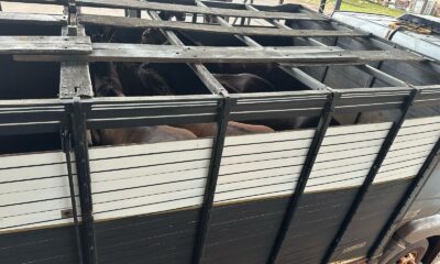 Incautan en Zanja Pytã un camión con animales equinos sin ingreso legal al país