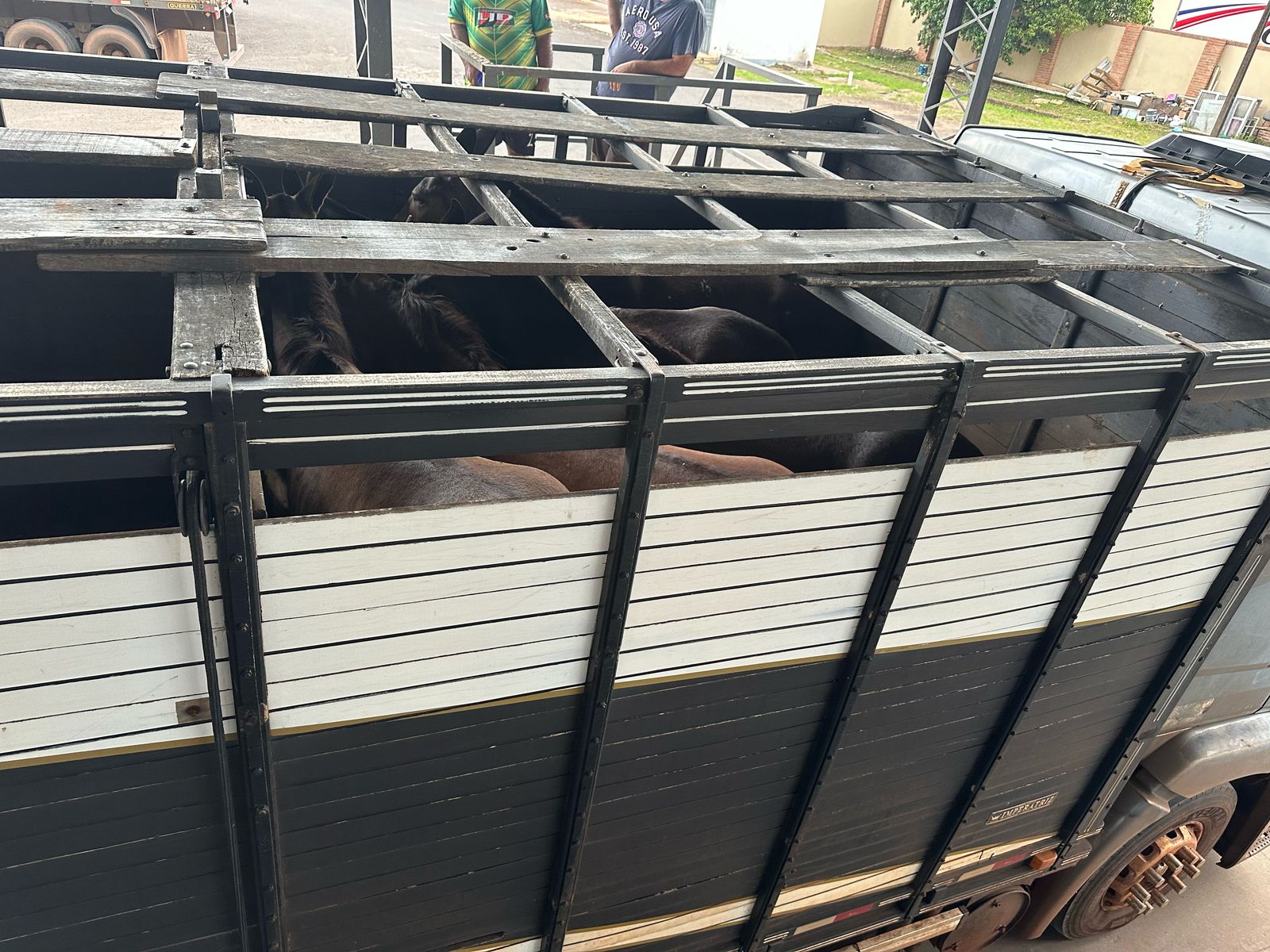 Incautan en Zanja Pytã un camión con animales equinos sin ingreso legal al país Incautan en Zanja Pytã un camión con animales equinos sin ingreso legal al país