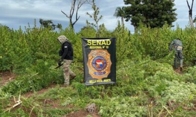 Senad eliminó 27 toneladas de marihuana en Bella Vista Norte