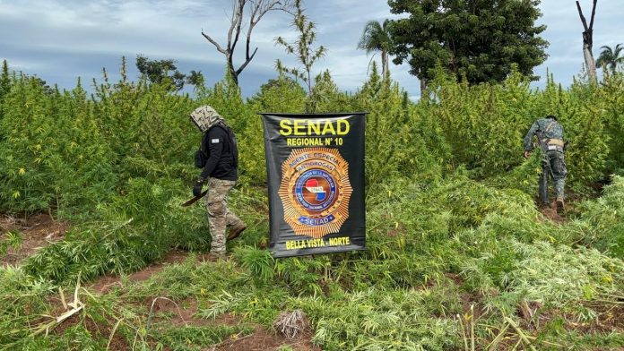 Senad eliminó 27 toneladas de marihuana en Bella Vista Norte Senad eliminó 27 toneladas de marihuana en Bella Vista Norte