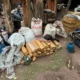 Destruyen alrededor de 2.000 kilos de marihuana en la zona de Cerro Guazú