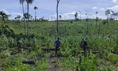 Destruyen 10 hectáreas de plantaciones de marihuana en Bella Vista Norte