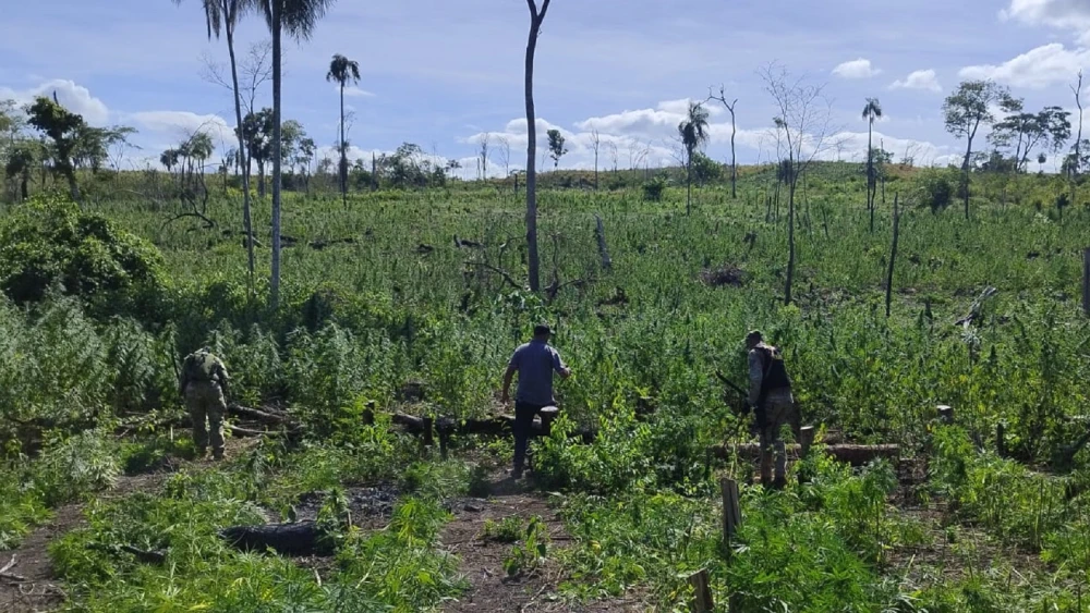 Destruyen 10 hectáreas de plantaciones de marihuana en Bella Vista Norte Destruyen 10 hectáreas de plantaciones de marihuana en Bella Vista Norte