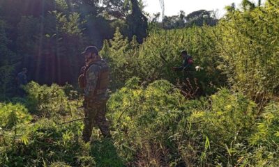 Eliminan 45 toneladas de marihuana en Amambay