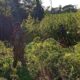 Eliminan 45 toneladas de marihuana en Amambay