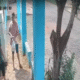 Homicidio en Zanja Pytã: Fugitivo bajo orden de captura Internacional