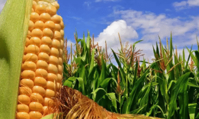 Aumento de demanda en Brasil mejora las exportaciones de maíz paraguayo en lo que va del año