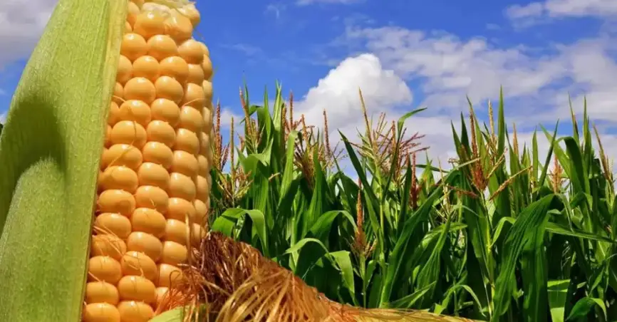 Aumento de demanda en Brasil mejora las exportaciones de maíz paraguayo en lo que va del año